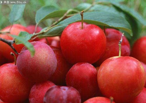 红李子高清图片红红的水果